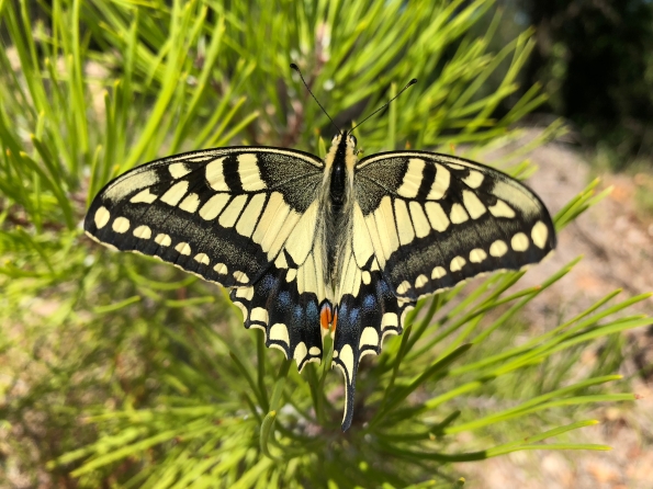 2018 Pipevine Swallowtail (2).jpg